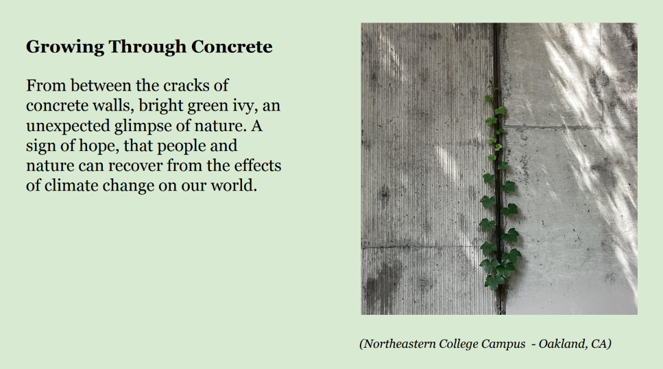 Photo of green vines growing in the cracks of a concrete wall. Caption: Northeastern College Campus - 
Oakland, CA. Text: Growing Through Concrete. From between the cracks of 
concrete walls, bright green ivy, an 
unexpected glimpse of nature. A 
sign of hope, that people and 
nature can recover from the effects 
of climate change on our world.